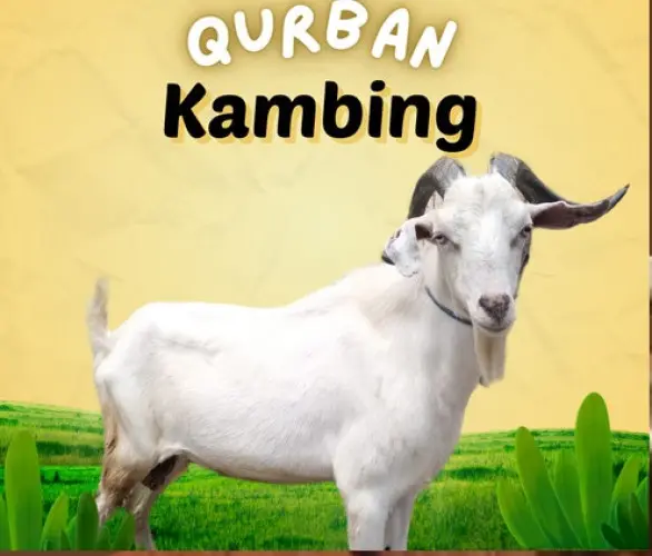 Kurban - Qurban Kambing  pulomerak