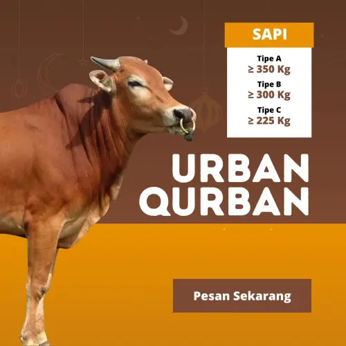 Kurban - Qurban Sapi  pulomerak